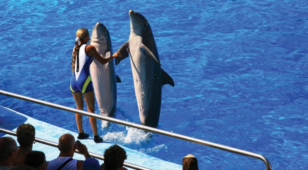 Dolphinarium'un inşası