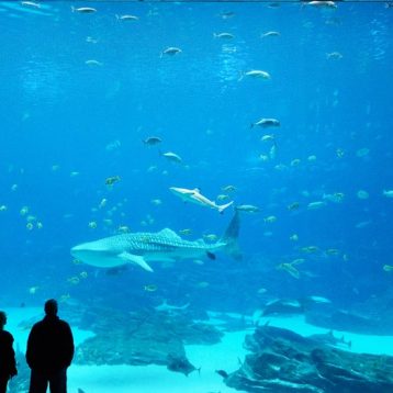 Public-aquariums-design-operation-manufacture-maintenance