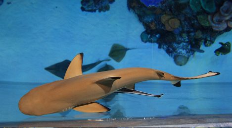 Unique sharks supply for aquariums